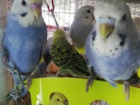 Erkek muhabbet kuşu ele alıştırmalık