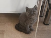 Basık Surat Safkan British Shorthair Yavrularım