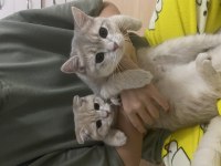 Kedilerimize Yuva Arıyoruz