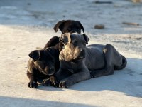 A Kalite Cane Corso Bebekler