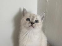 British Bluepoint Yavrularımız Yeni Yuvalarına Gitmeye Hazırlar