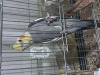 Çift sultan papağanı