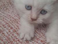 Bembeyaz Mavi Gözlü Dişi British Shorthair Yavru