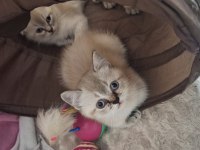 British Shorthair Blue Point