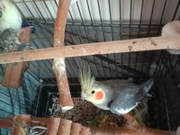 Çift Sultan Papağanlar