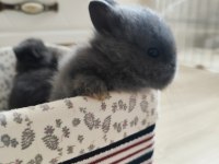 Orjinal Safkan Cüce Tavşanımız