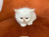 A Kalite Red Point British Longhair Yavrular