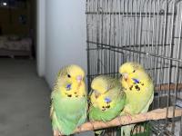 Show Jumbo Muhabbet Kuşu Yavruları