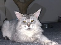 Maine coon 2 yaşında erkek