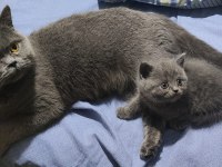 Koca Kafalı British Shorthair Bebişler