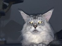Maine Coon 2 Yaşında Erkek