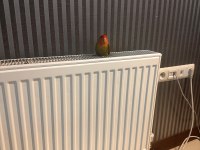 5 Aylık Dişi Sevda Papağanı