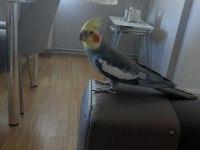 Eşli sultan papağanı