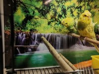 Ücretsiz Sahiplendirme Japones Ev Üretimi 2025 Doğumlu Muhabbet Kuşu