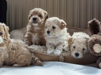 Ruhsatlı İşletmeden Mini Maltipoo Köpekler