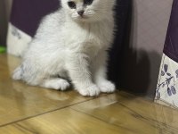 Minik British Shorthair Prenses