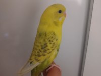 Ele Alışkın Uyguna Muhabbet Kuşlar