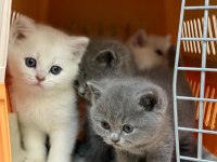 British shorthair sevimli yavrular