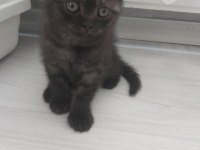 Scottish Fold Kedimiz İstanbul Tuzla
