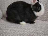 Safkan hollanda cüce erkek ve dişi tavşanlar