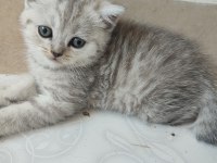 Sevimli Minik British Shorthair Yavrularımız