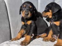 King Doberman Erkek Ve Dişi Yavrular