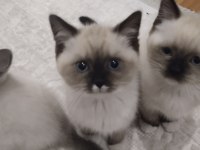 Küçük Minik Ragdoll Kalpler Ailelerini Sabırsızlıkla Bekliyor