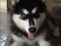 Mavi Boncuk Husky Kimdeyse Benim Gönlüm Ondadır