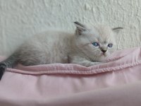 İran Kedisi Miniklerimiz Ailelerini Bekliyor