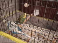 Muhabbet Kuşu Dişi Ve Erkek 1 Yaşında