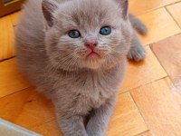Gri ve lilac renk erkek dişi british shorthair yavrular