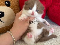 Cinnamon Chocolate Bicolour Bebek Kedilerimiz