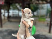 Sağlıklı şivava köpeği yavrular