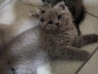 Scottish fold yavrularımıza yuva arıyoruz