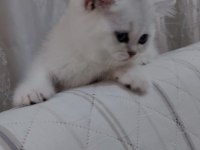 British Shorthair 50 Günlük Yavrular