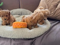 Teacup Kore Maltipoo Hipoalerjenik Yavrularımız