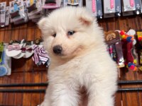 Bembeyaz Güzellik Safkan Samoyed Yavrusu