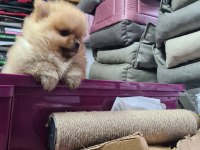 Üst Düzey Pomeranian Boo