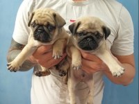 Irk Garantili Pug Yavruları