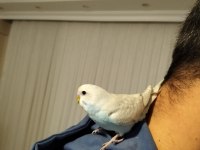 Eğitimli muhabbet kuşu