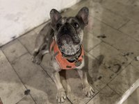 Egzotik Merle French Bulldog