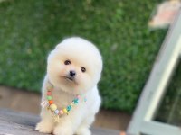 0-3 aylık pomeranian yavrular