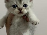 Scottish Fold Ve Scottish Straight Bebekler