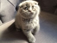 British Shorthair Ve Scottish Yavruları