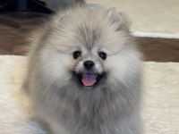 Dişi Ayı Surat Gülen Yüz Pomeranian