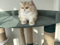 Pet Şecereli Safkan British Shorthair Bebekler