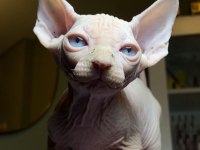 Sfenks bebişler sahiplerini arıyor