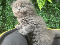 A Kalite Scottish Fold Ayı Surat Yavrumuz