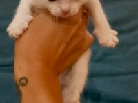 Scottish Fold Ve Straight