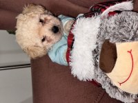 Acil Bichon Frise 2 Aylık